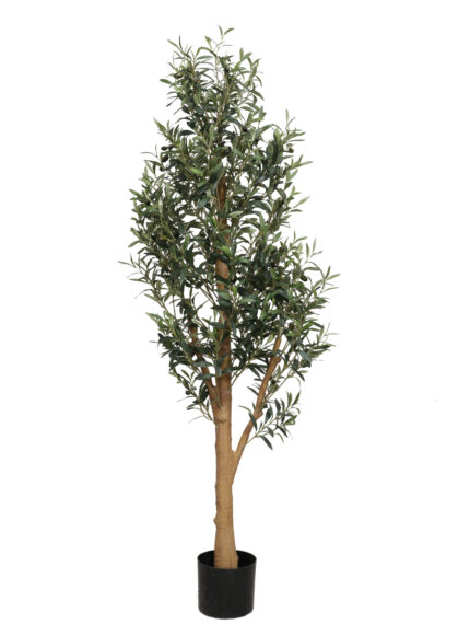 Olive tree*